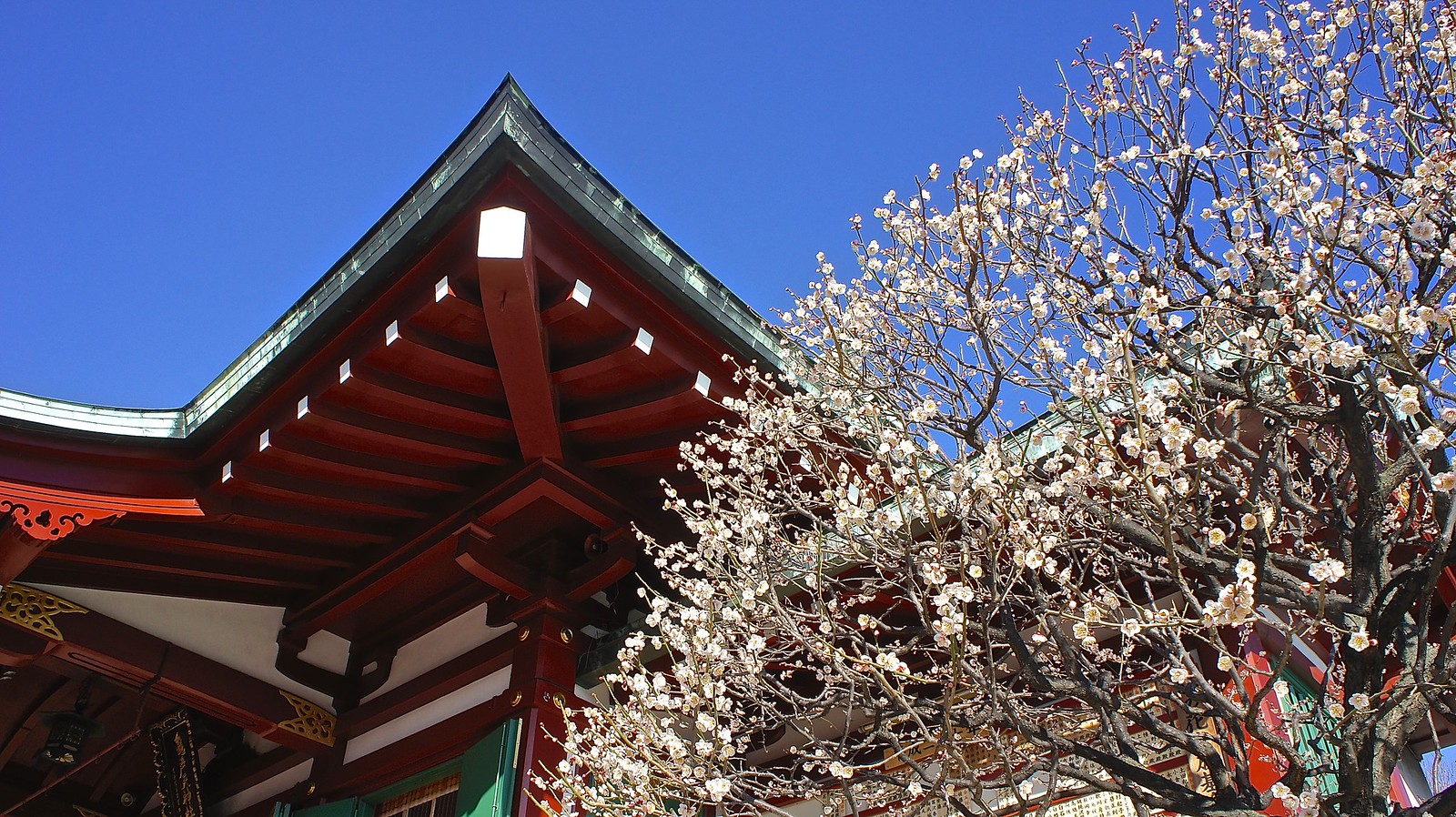 White haya-zakura or early-sakura at Kameido Tenjin Shrine