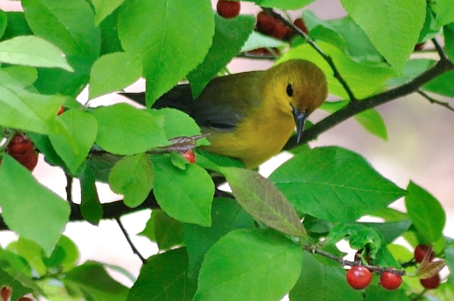 Spring time bird feeding on berries at Chippokes Plantation State Park Virginia