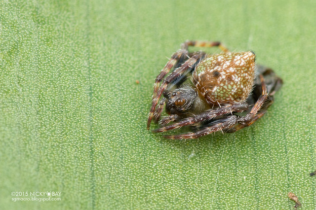 Orb web spider (Araneidae) - DSC_4553