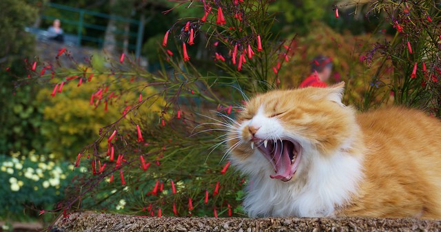 Garden cat yawning (2)