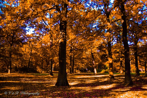 autumn trees nature colors forest photography photo nikon photographer photos ngc herbst excapture nikonflickraward nikond3300