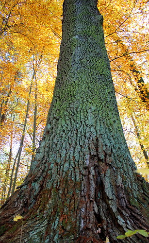 park autumn forest geotagged poland lubuskie ziemialubuska cybinka