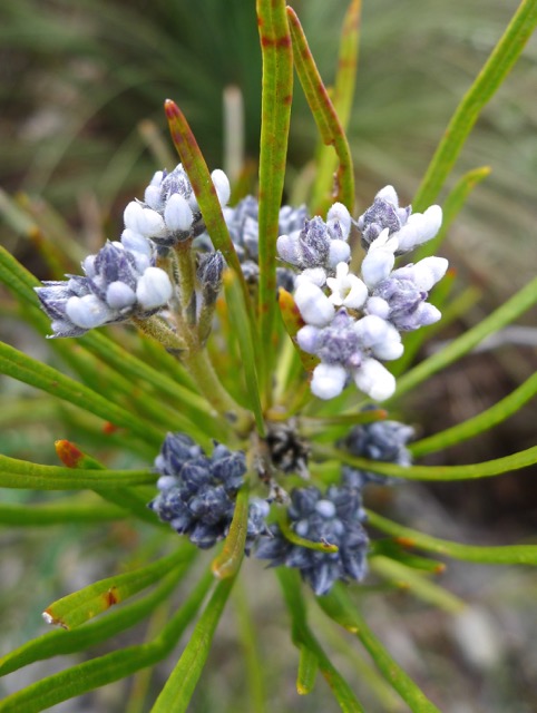Tiny, delicate flowers of the Slender Snoke-bush