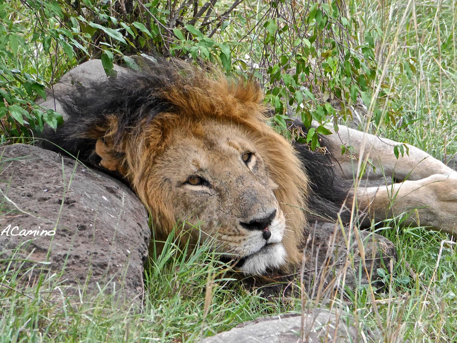 12 días de Safari en Kenia: Jambo bwana - Blogs de Kenia - 2º safari en el Mara: Hipos, Leones, Leopardos, hienas, jirafas, puesta de sol (26)
