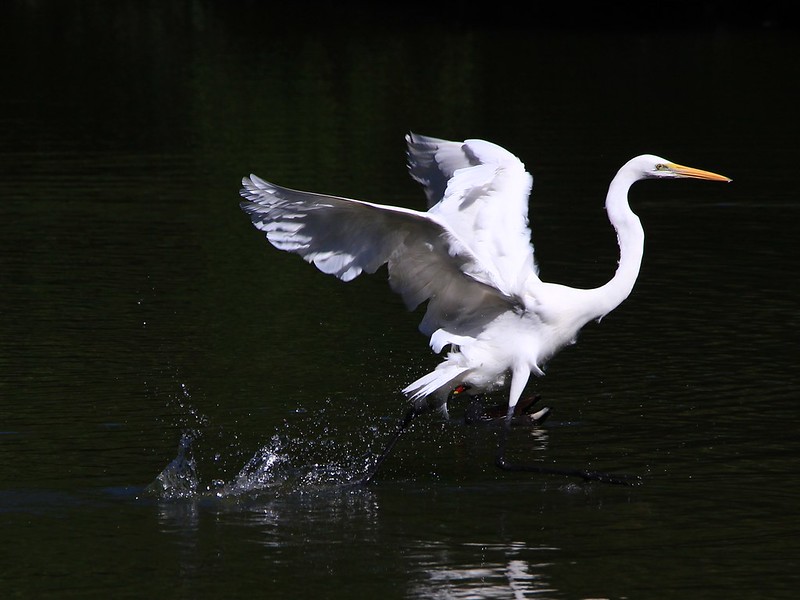 IMG_1471 大白鷺 Great White Egret