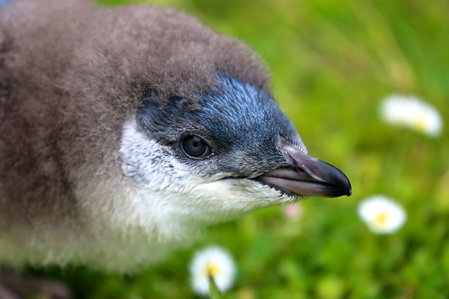 New Zealand Blue Penguin chick
