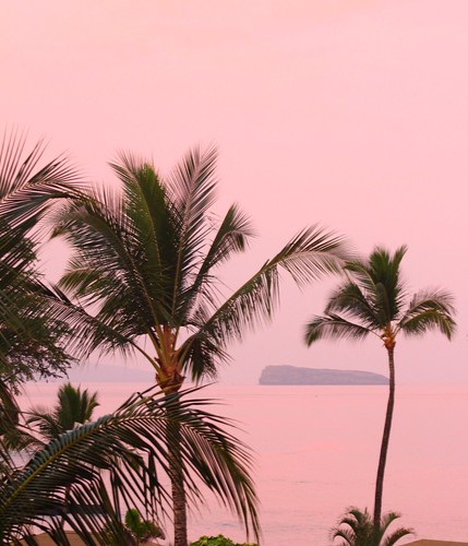 morning pink trees sea sunrise island peaceful maui palm pinksea