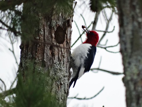 winter bird woodpecker kerrreservoir redheadedwoodpecker