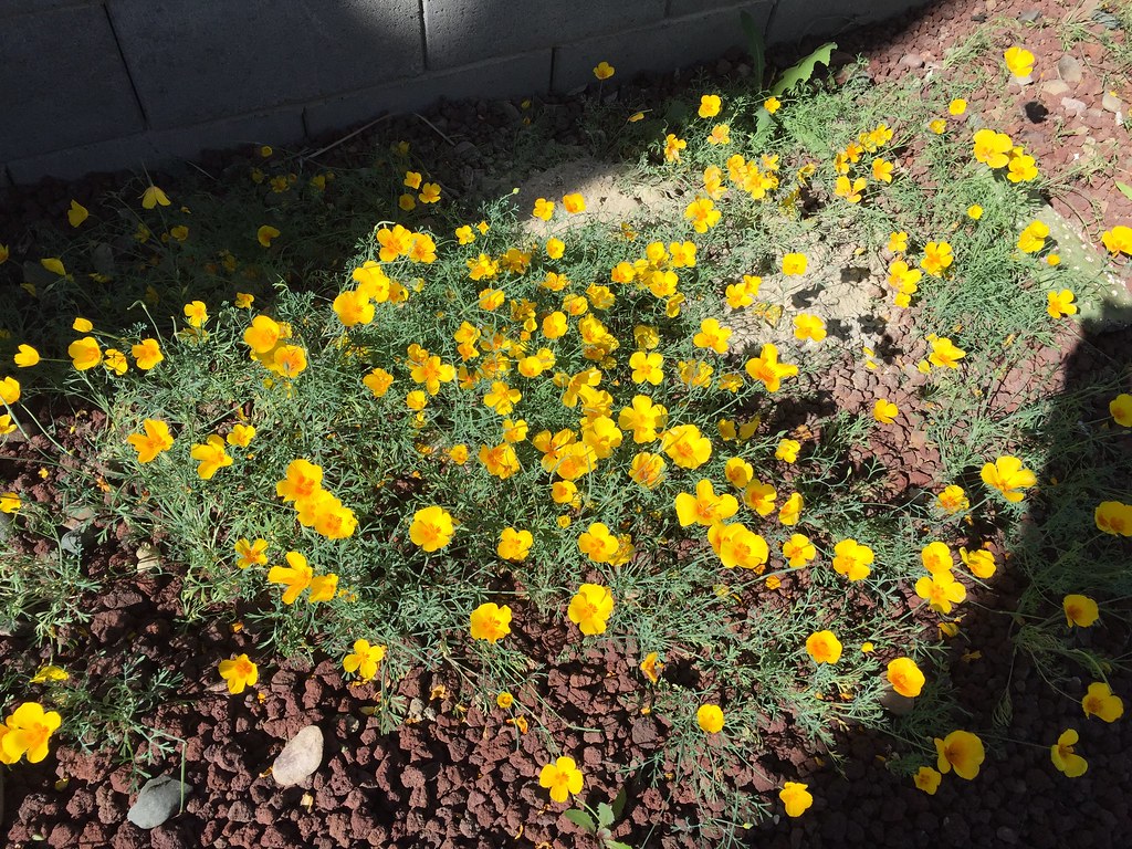 MEXICAN POPPIES