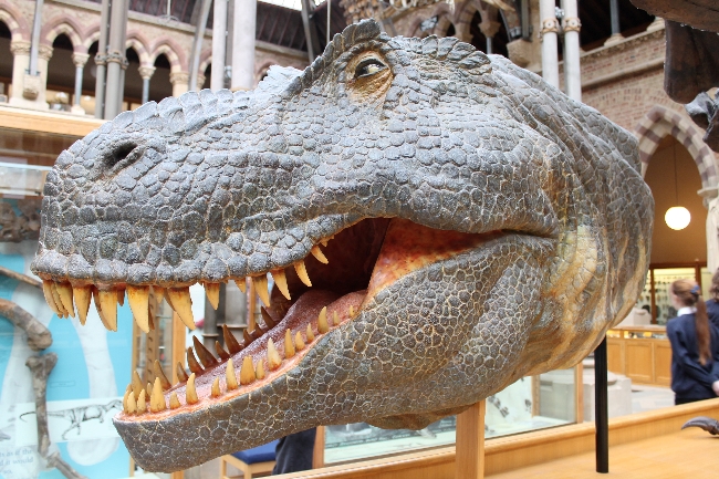oxford university museum of natural history