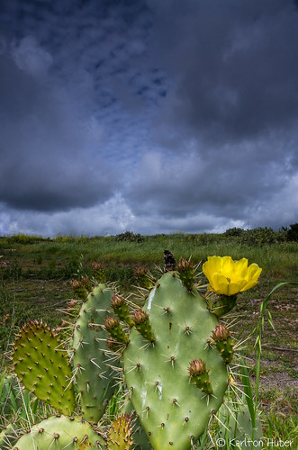 cactus sky foothills flower nature field weather yellow clouds rural landscape freshair outdoors hiking exploring gray wideangle stormy caution openspace thorns southerncalifornia orangecounty grassland naturalworld theoc offtrail naturephotography grayday cactusflower approachingstorm southcounty 2015 landscapephotography wildplaces nikkor1735mm foregroundinterest nikond7000 karltonhuber ruraloc