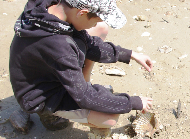 Discoveries found at Fossil Beach during low tide at York River State Park