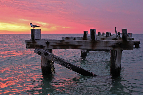 sunset bird clouds jetty jurienbay