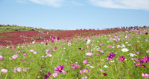 hitachiseasidepark ひたち海浜公園 hitachi seaside park ibaraki 茨城県 nature view kochia コキア cosmos flowers