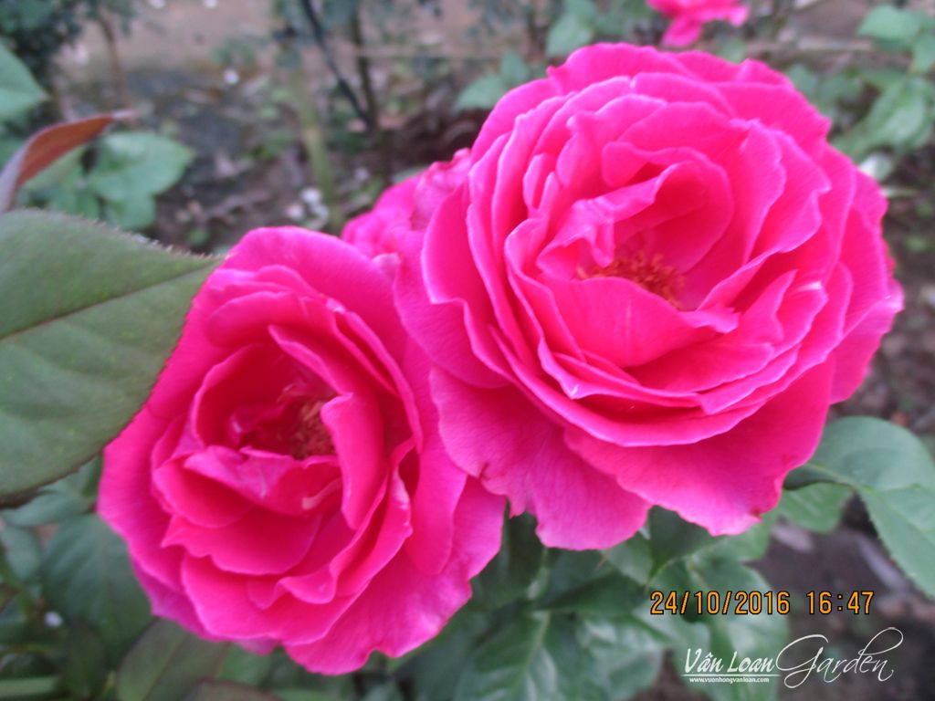 Hoa hồng ngoại Grande Dame tại Sa Đéc