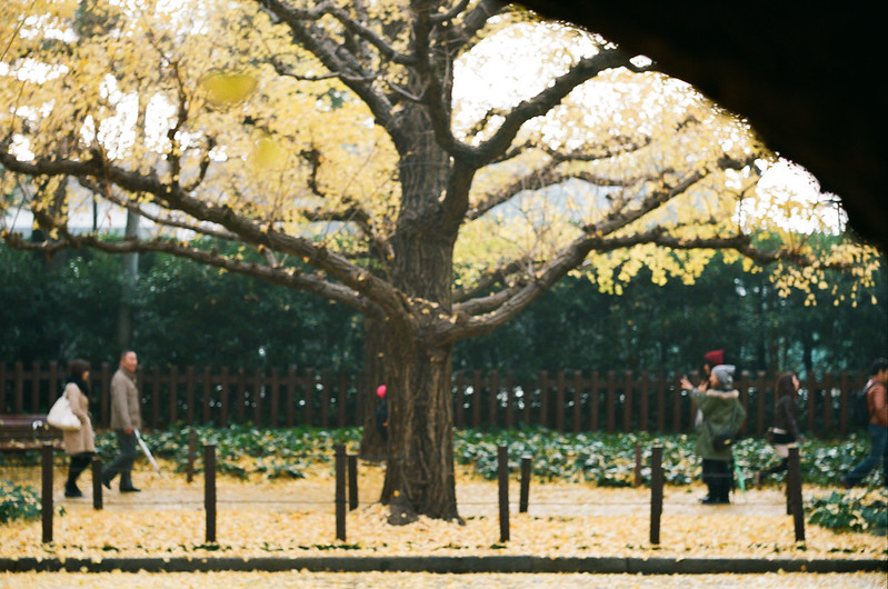 glitter memories in autumn /Meijijingu Gaien