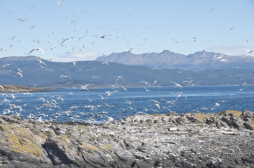 【写真】2015 世界一周 : ビーグル水道（ペンギン生息地まで）/2015-01-24/PICT8733