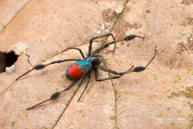 Red-blue big-jawed spider (Opadometa sp.) - DSC_7708