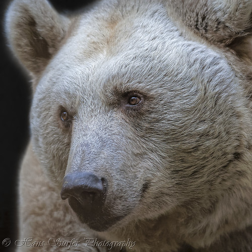 bear portrait