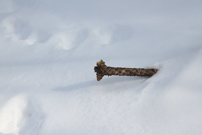 giraffe in the snow