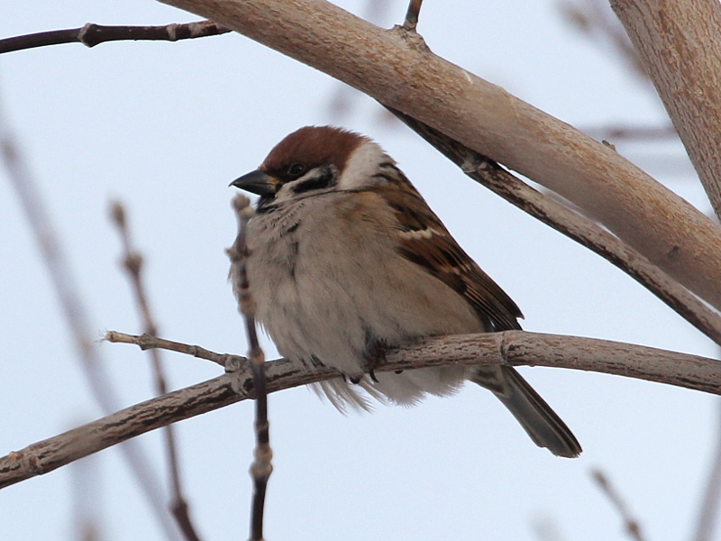 Photograph titled 'Eurasian Tree Sparrow'