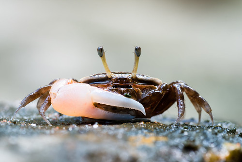 tarutao marine park tarutaonationalmarinepark nationalpark marinepark thailand crab fiddler fiddlercrab uca macro nikon d800 tamron tamron90mm