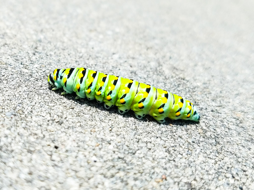 Caterpillar on a sidewalk