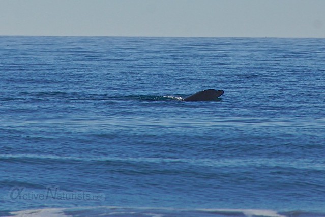 dolphins 0001 Blacks Beach, California, USA