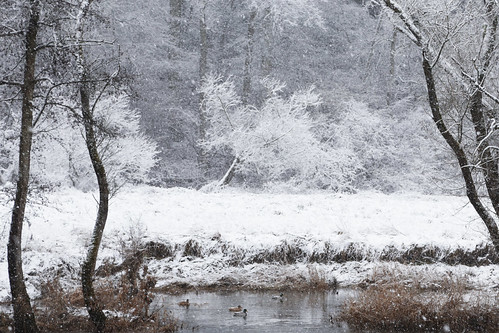 winter snow birds animals forest canon river landscape eos duck ducks ef 6d 24105 badsobernheim nahe rhainlandpfalz