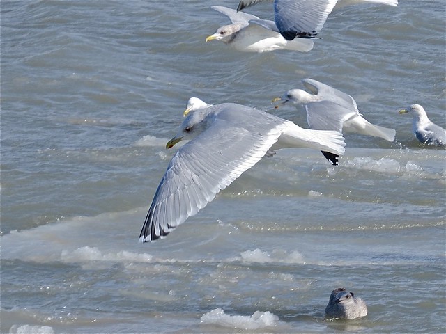 Thayer's Gull (Adult) at North Point Marina in Lake County, IL 12
