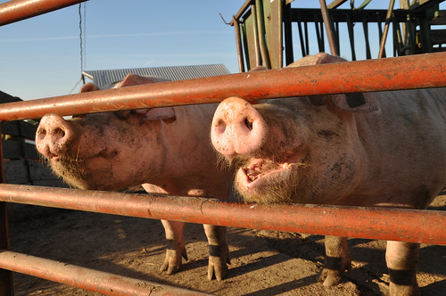 The certified-organic pork produced on the farm is marketed directly to consumers. NRCS photo.