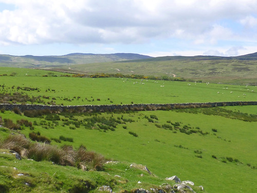 green island scotland sheep meadows hills islay fields rockfence isleofislay argyllandbute ardtalla worldtrekker