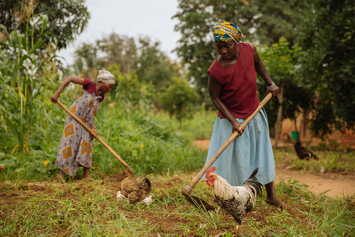 Women farmers work the land with chicken around, in Kilosa, Tanzania (Photo credit: Mitchell Maher / International Food Policy Institute)