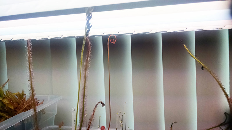 Drosera venusta stalk growing into the lights.