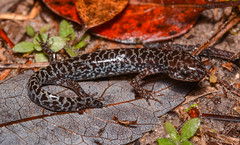 Reticulated Flatwood Salamander