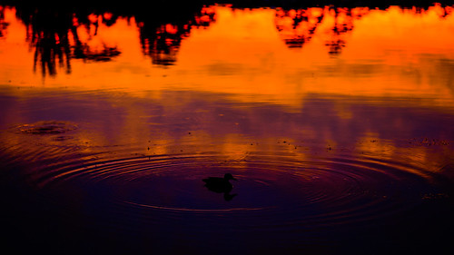 sunset bird weather duck ballarat