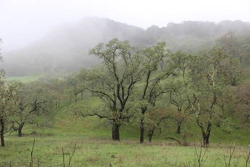 california trees nature mushroom fog hiking fungus lichen fairfield foraging solanocounty rockvillepark projectweather