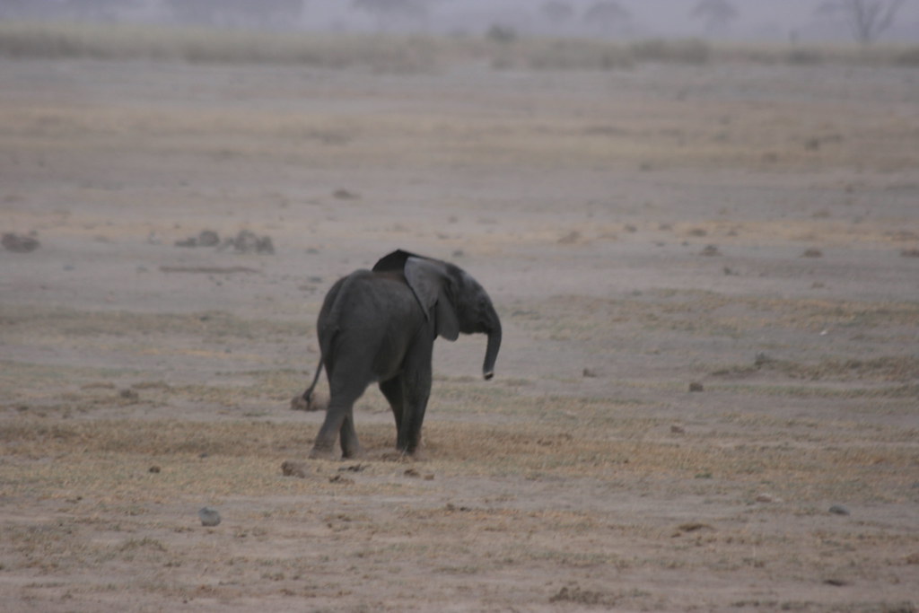 AMBOSELI I - MEMORIAS DE KENIA 14 días de Safari (32)