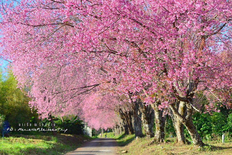 Chiang mai Khunwang Doi Inthanon sakura trees