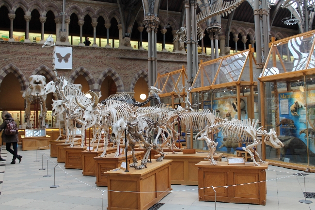 oxford university museum of natural history