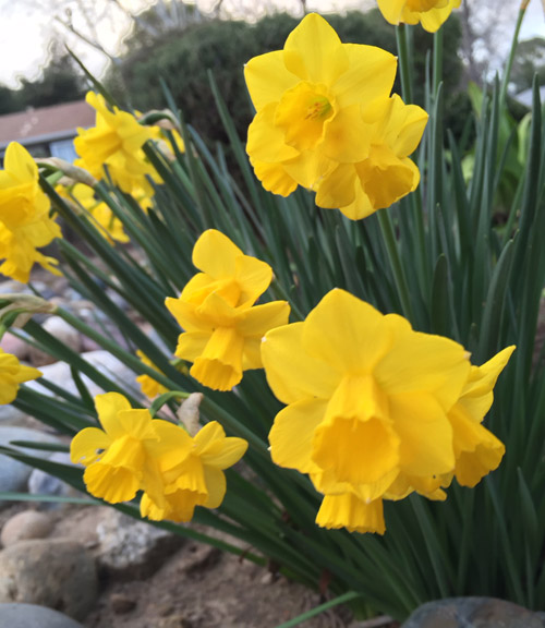 daffodils front yard