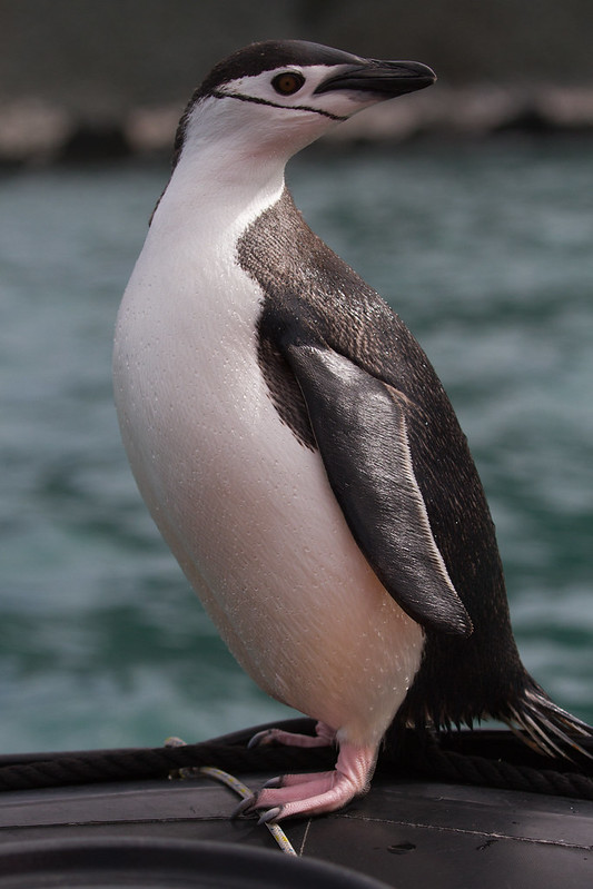 Chinstrap Penguin in Zodiac