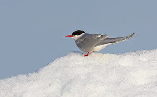 Arctic Tern on snow
