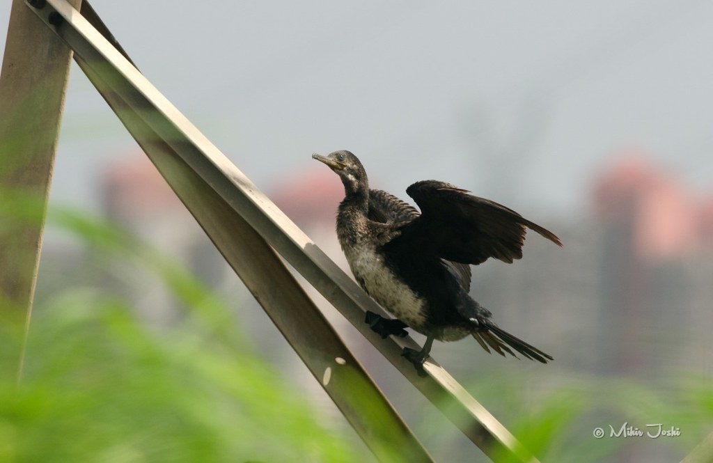 Indian Cormorant [Cormorán Indio]