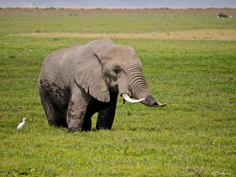 12 días de Safari en Kenia: Jambo bwana - Blogs de Kenia - Amboseli: Buscando la foto del elefante a los pies del Kilimanjaro (40)