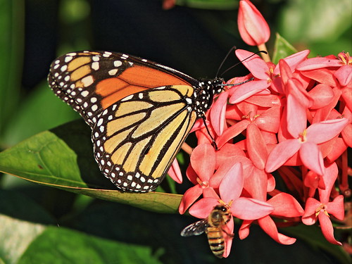 Monarch butterfly on Ixora 20150106