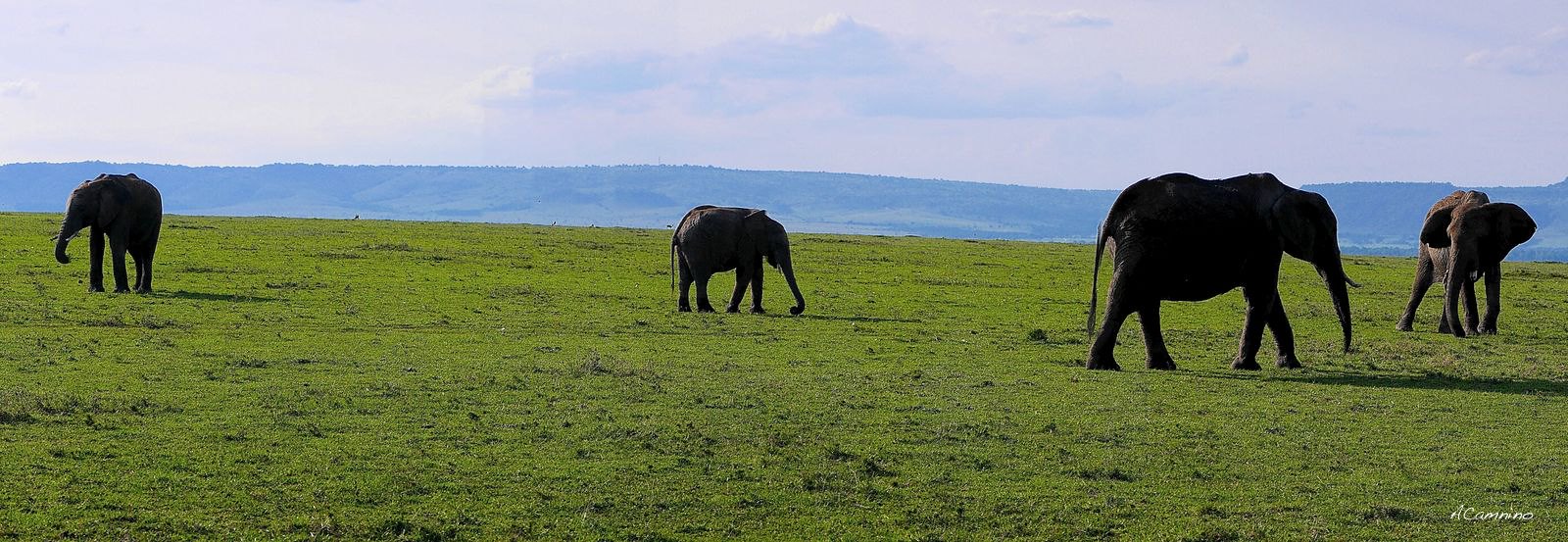12 días de Safari en Kenia: Jambo bwana - Blogs de Kenia - El parto de una gacela en un Masai Mara, lleno de búfalos, leones, guepardos... (40)