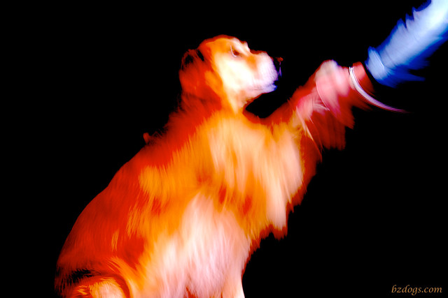 Blurry Dog