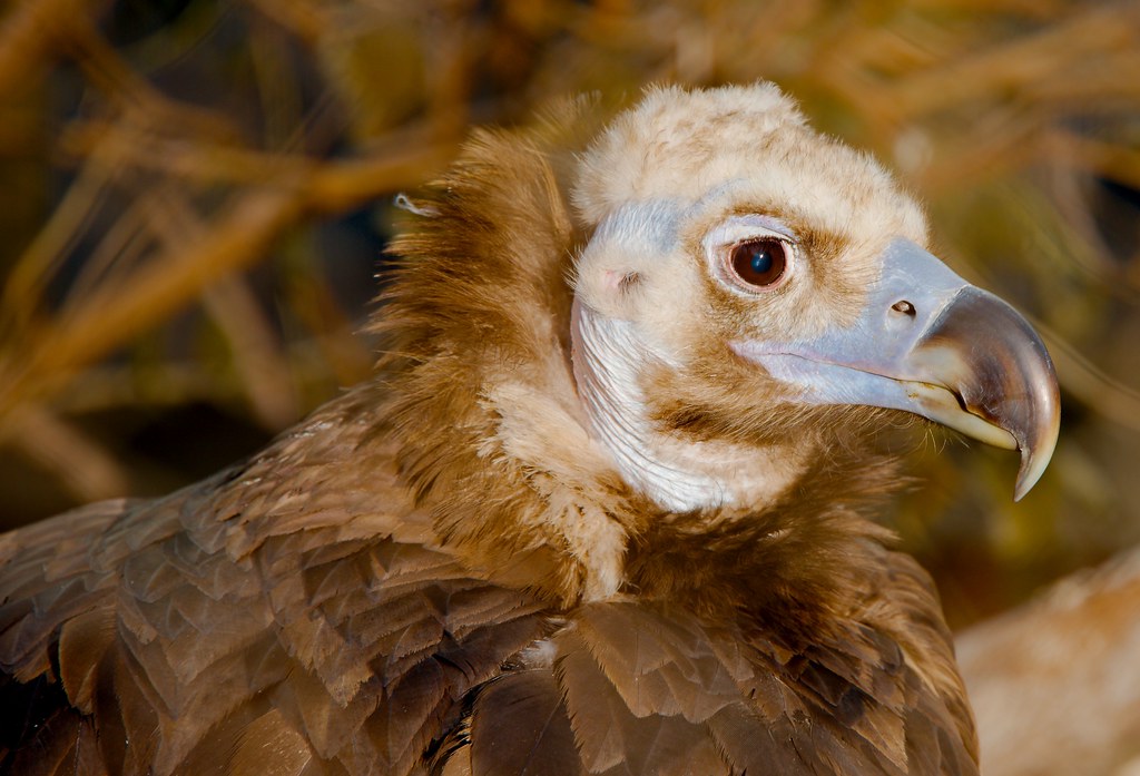 Cinereous Vulture (Aegypius monachus)
