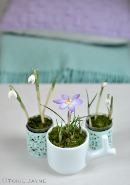 Potted Spring bulbs